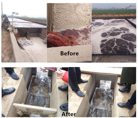 1200KG Halal Poultry Slaughter Plant for Advanced Cattle Sheep and Chicken Processing